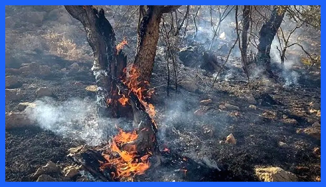آتش‌سوزی جنگل‌های مازندران؛ مشخص شدن حجم خسارات وارده