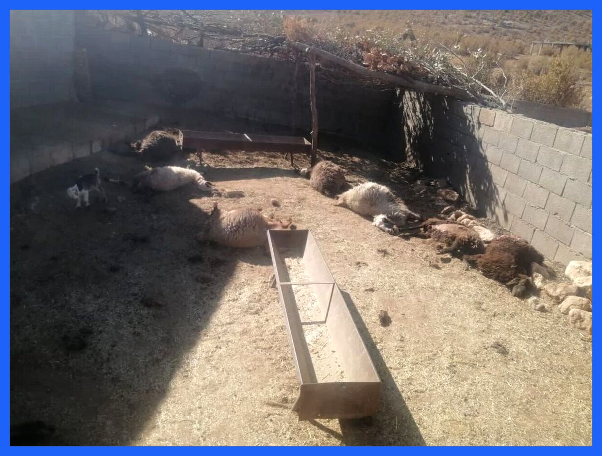 حمله وحشتناک گرگ‌ها به گله گوسفند در روستای گوشه لردگان