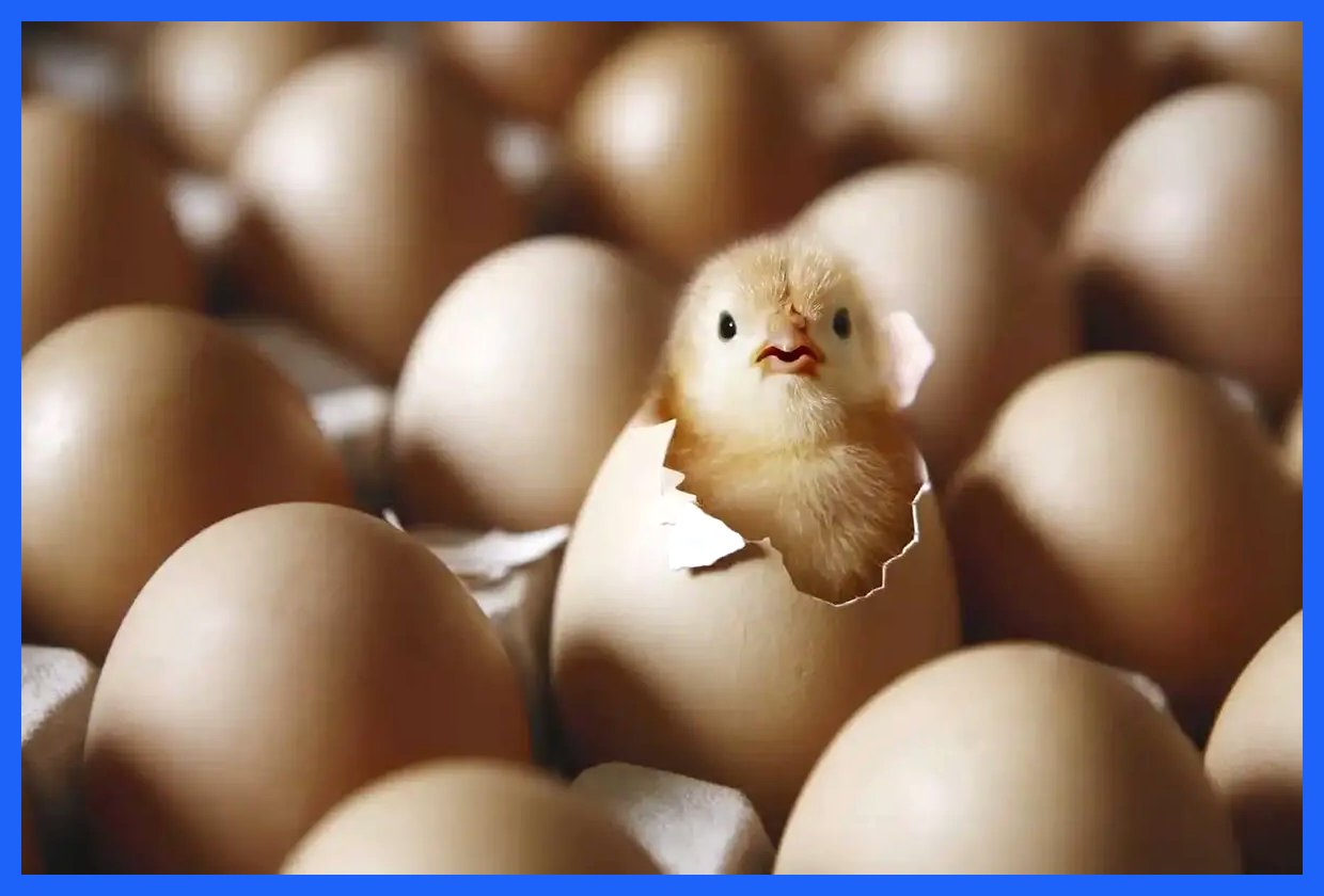 تخم‌مرغ دوباره در اوج قیمت!