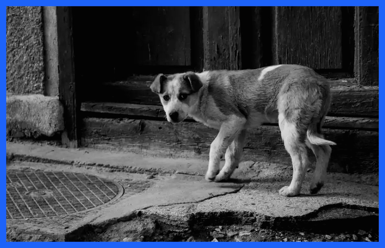 مدیریت معضل «سگ‌های رها» در کشورهای مختلف چگونه انجام می‌شود؟