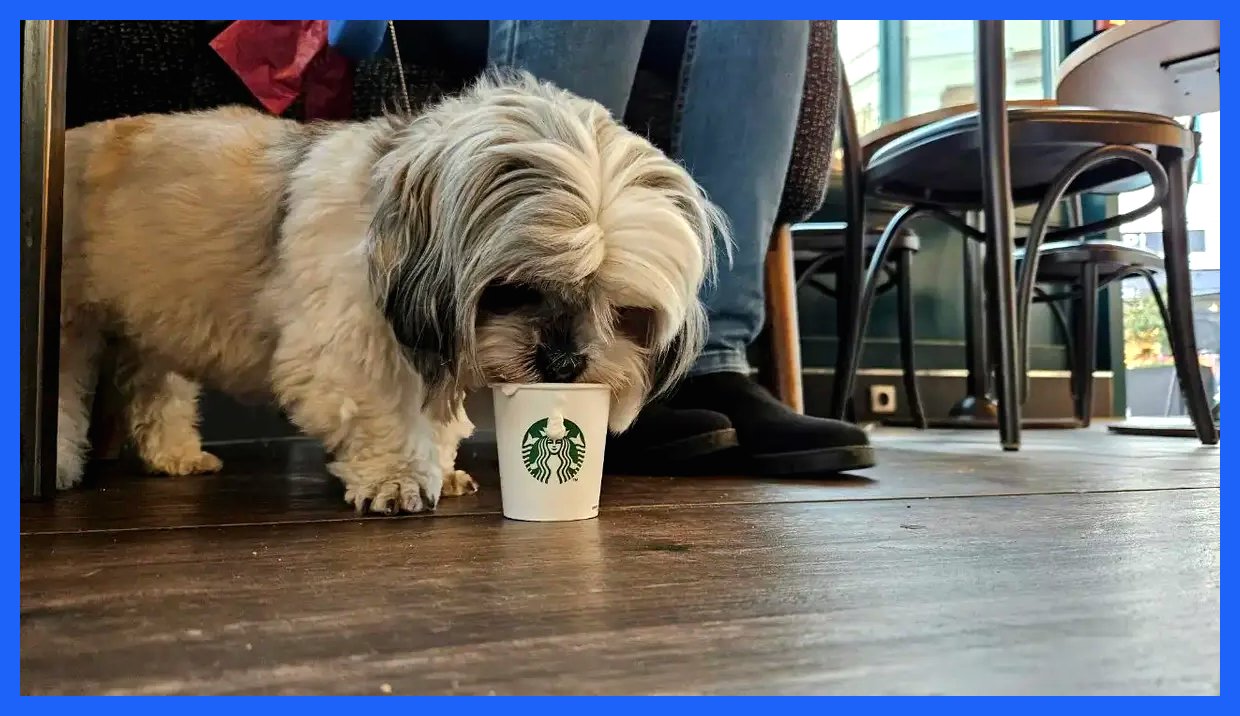 قصه‌های نان و نمک(65)/ سگ در کافه!