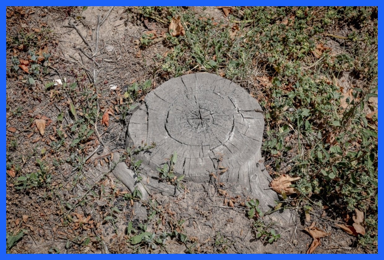 قطع غیرمجاز درختان در بابل؛ متخلفان تحت پیگرد قانونی قرار گرفتند