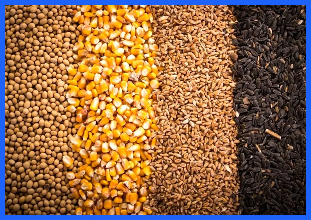 آغاز عملیات تخلیه و بارگیری نهاده‌های دامی