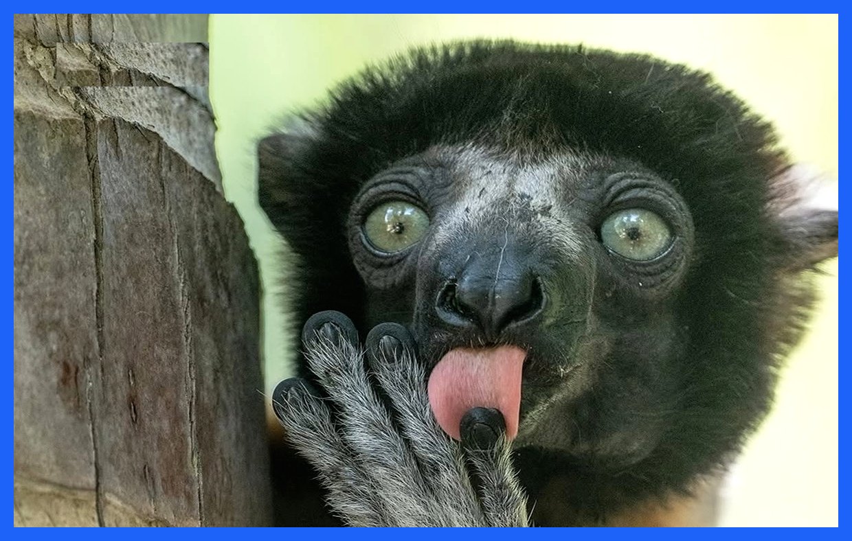 عجایب و شگفتی‌های دنیای حیوانات در تصاویر