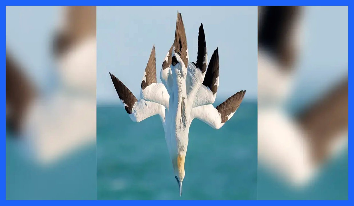 عکاسی ترکیبی: ثبت لحظات هیجان‌انگیز شیرجه‌های غازهای شمالی