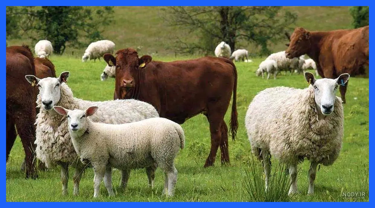 تب برفکی، تولید شیر و گوشت را 20 درصد کاهش داد