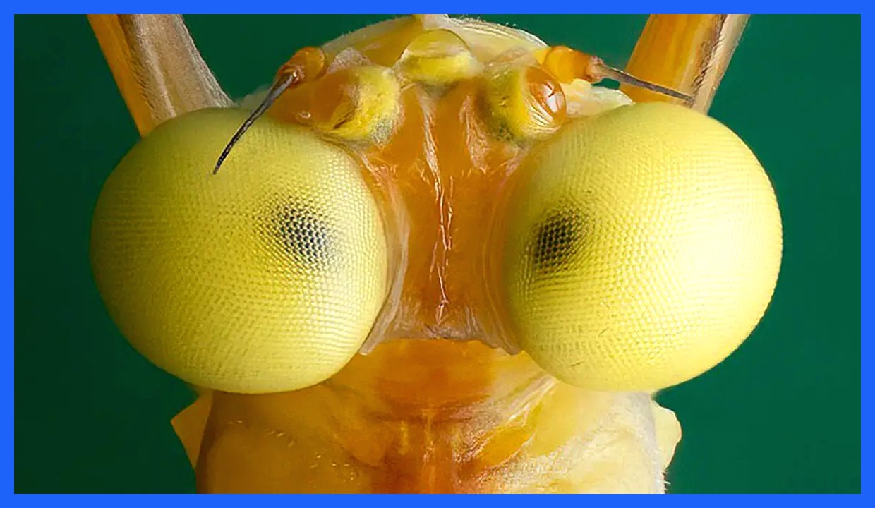 دوران بلوغ این موجود تنها ۲ روز است؛ پرواز، تولیدمثل و مرگ بدون غذا! (+عکس)