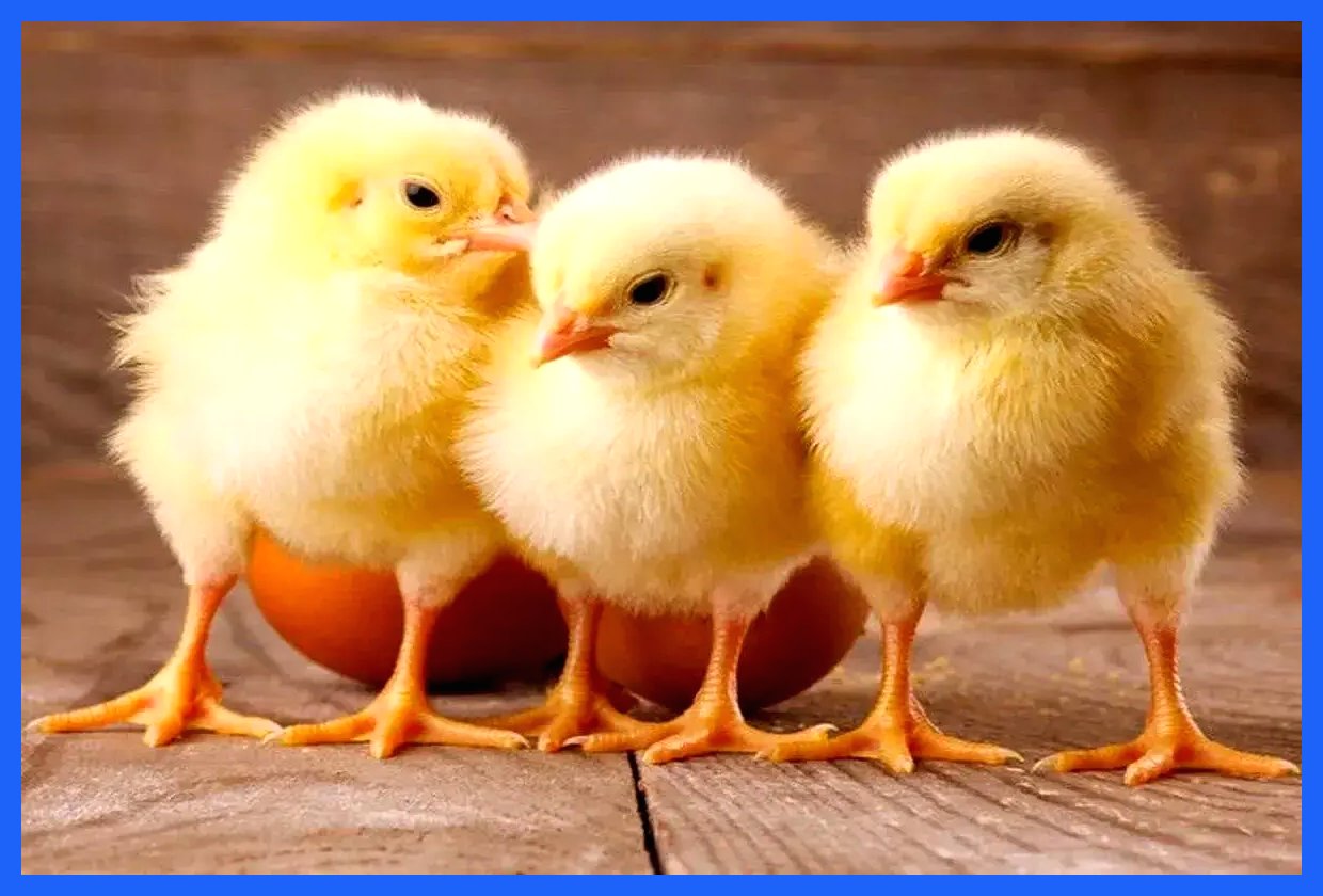 کاهش قیمت جوجه یک‌روزه به دلیل کمبود نهاده‌ها