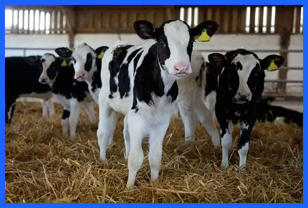 نرخ جدید دام زنده در بازار امروز ۲۳ آذر ۱۴۰۴ اعلام شد