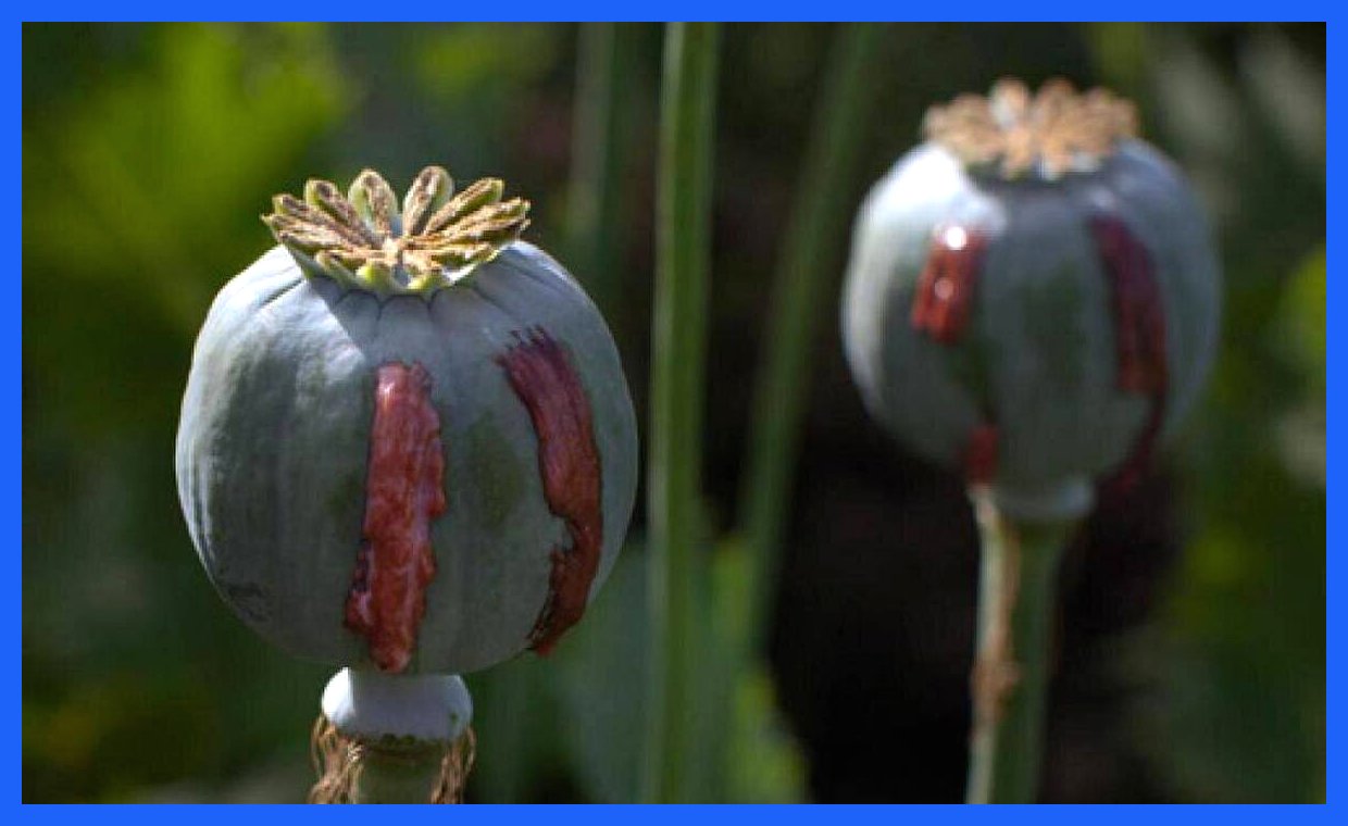 نتایج شگفت‌انگیز یک تحقیق جدید: آیا مصریان باستان نیز به تریاک روی آورده بودند؟