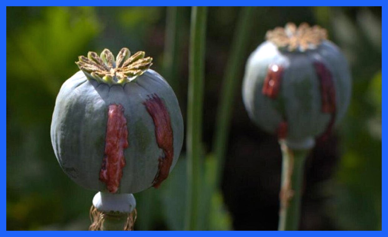 آیا مصریان باستان به تریاک اعتیاد داشتند؟