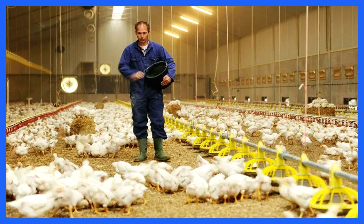 توزیع نهاده‌های مرغداری با قیمت تعیین شده آغاز شد