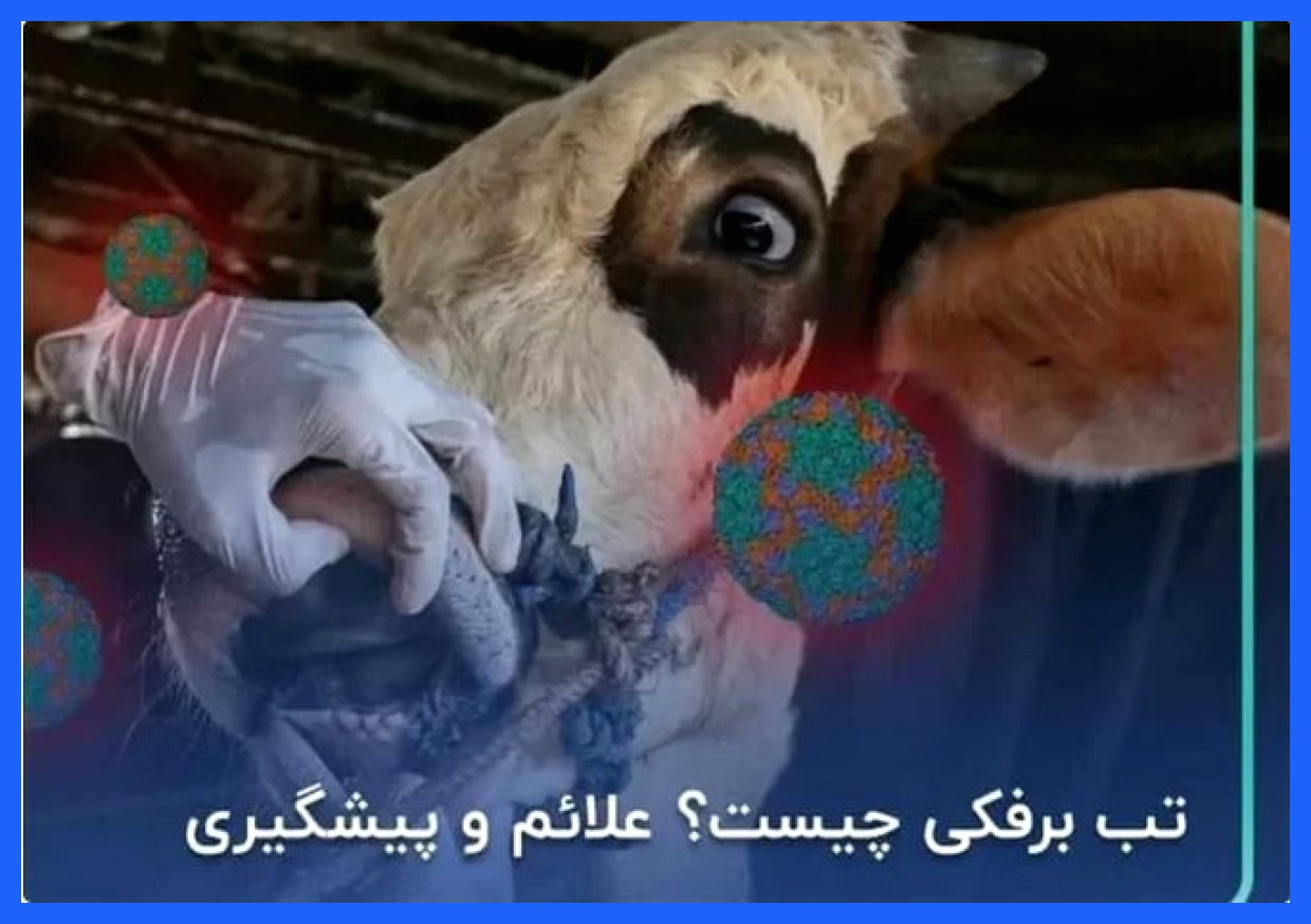 وزیر کشاورزی: جبران خسارت تب برفکی برای دامداران بیمه‌دار انجام می‌شود