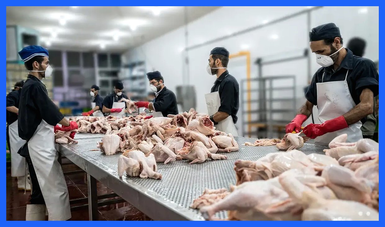 چرا مرغ گران است؟