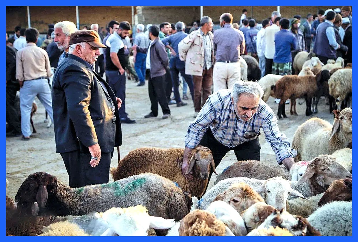 قیمت دام زنده امروز ۱۰ آذر 1404 + جدول