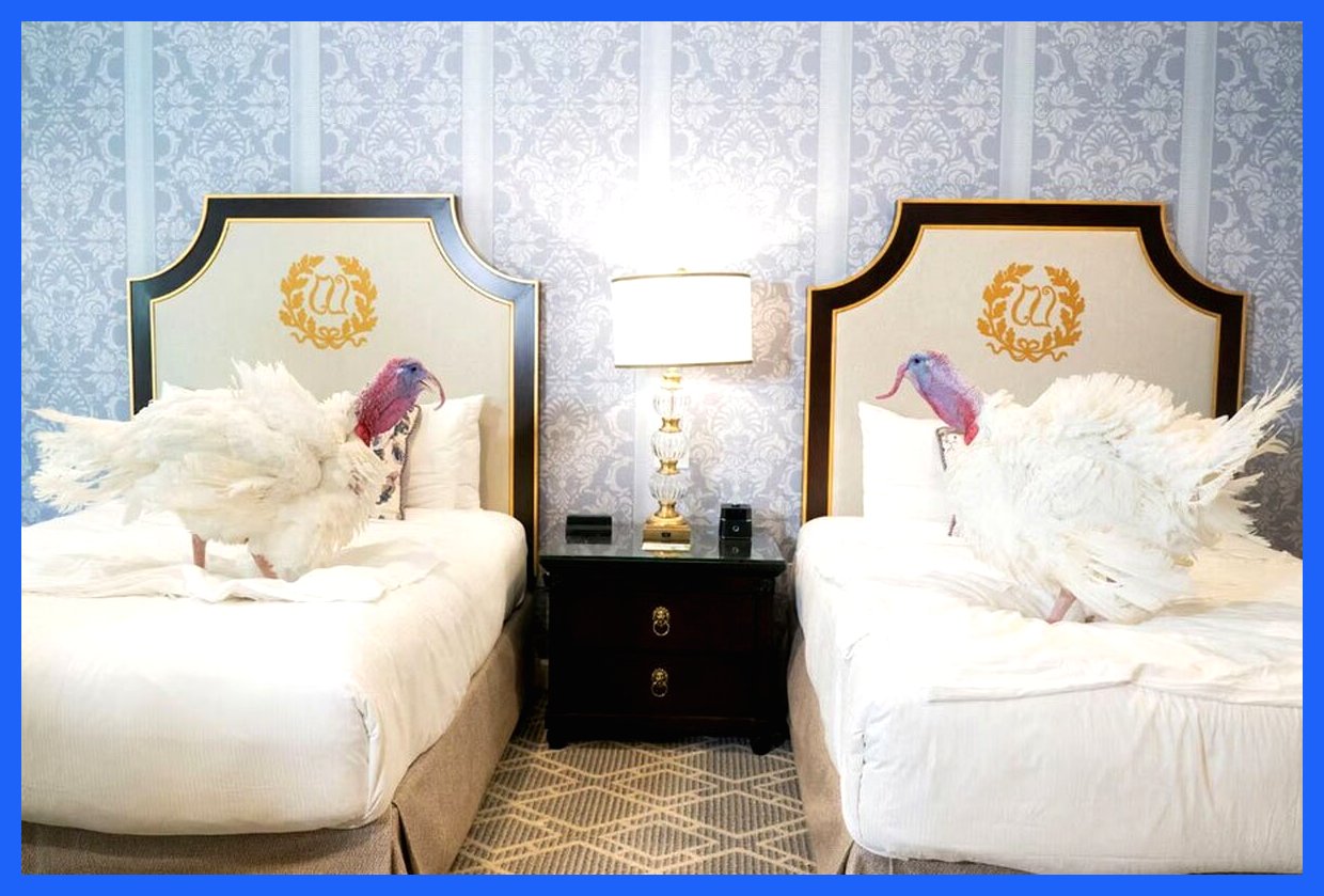 نگاهی به مهمترین رویدادهای امروز؛ بوقلمون‌های شکرگزاری در کاخ سفید و چالش‌های باران برای مردم غزه