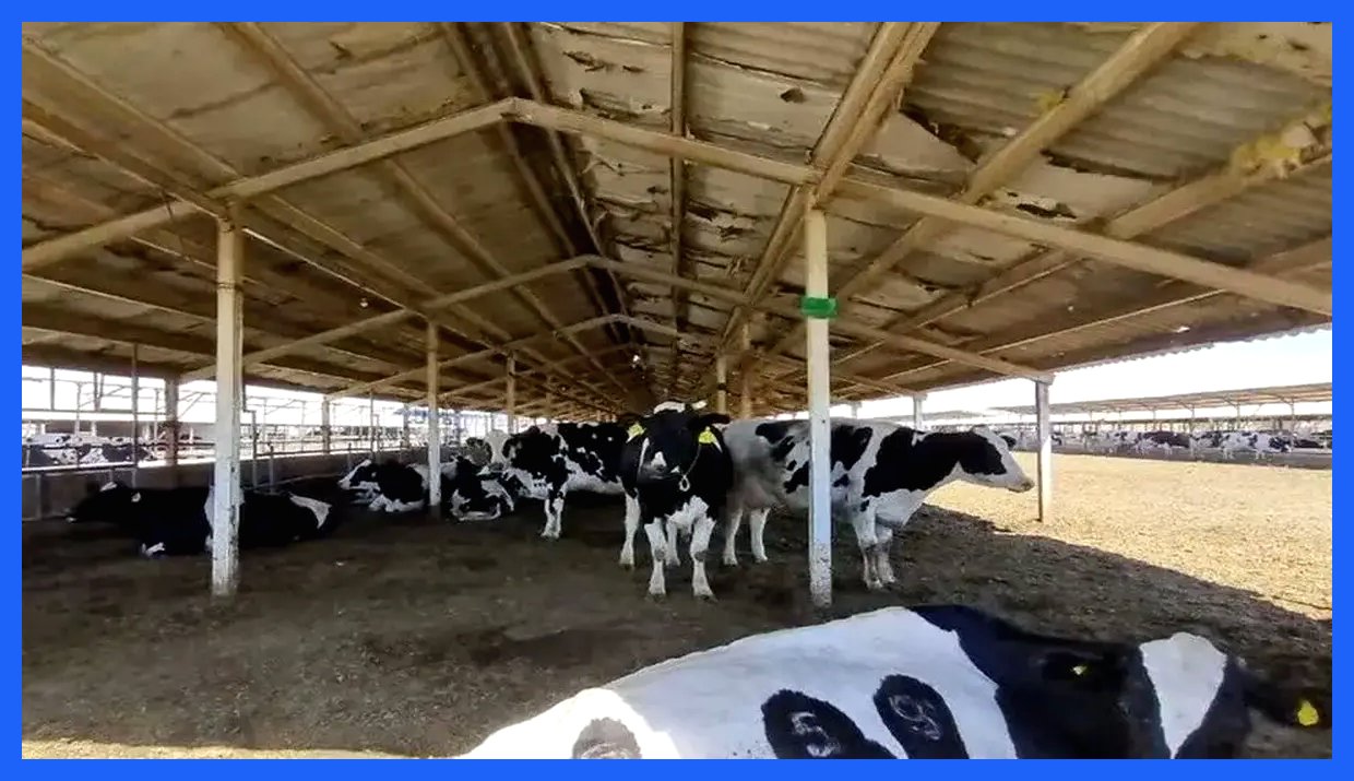 قیمت دام زنده در روز شنبه ۲۲ آذر ۱۴۰۴ منتشر شد