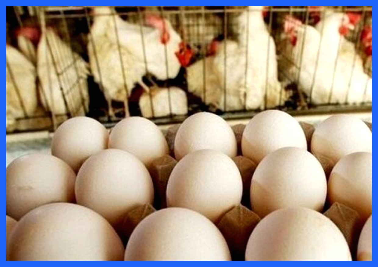 افزایش بی سابقه قیمت تخم مرغ