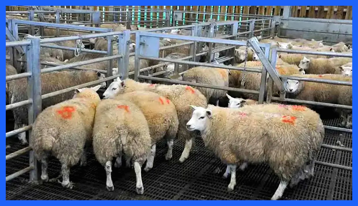 قیمت دام زنده امروز ۱۲ آذر ۱۴۰۴ اعلام شد