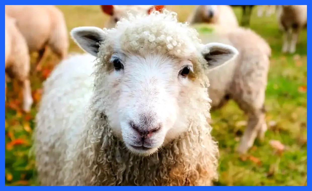 افزایش قیمت دام زنده در ۸ آذر ۱۴۰۴؛ نرخ گوسفند و گوساله در جدول جدید مشاهده کنید