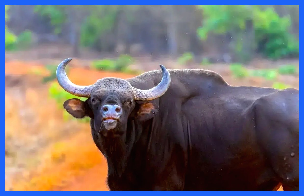 واردات گوشت گاومیش از هند