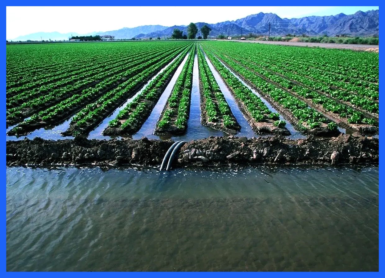 حذف محصولات آب‌بر از فهرست صادراتی؛ ایران در معرض خطر افزایش صادرات آب مجازی