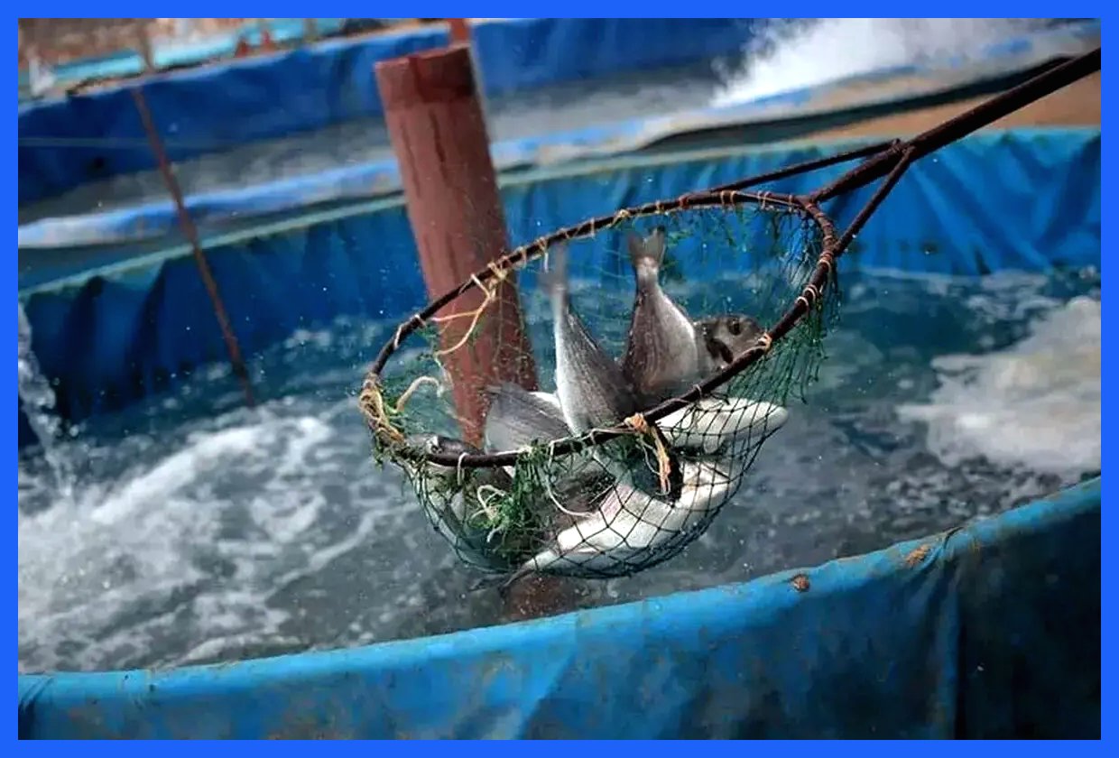 تولید ۵۰ تن ماهی با تنها یک لیتر آب در شیلات تهران!