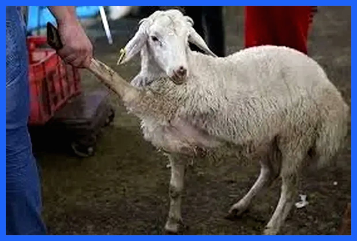 قیمت دام زنده امروز ۱۶ آذر ۱۴۰۴ به همراه جدول تفصیلی