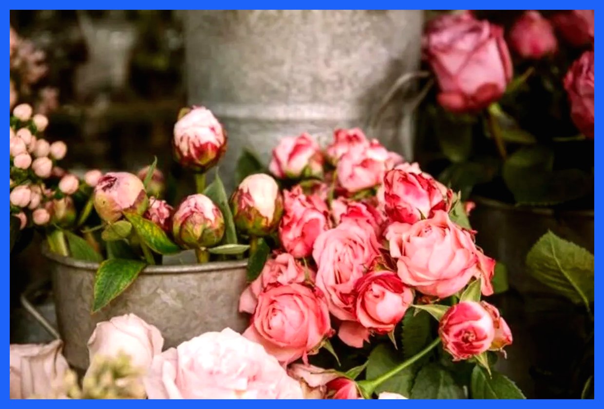 قیمت گل به اوج خود رسید؛ روز مادر نزدیک است!