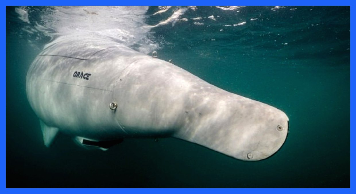 کوسه خاکستری بیدار شد؛ رونمایی آلمان از مخوف‌ترین پهپاد زیردریایی جهان