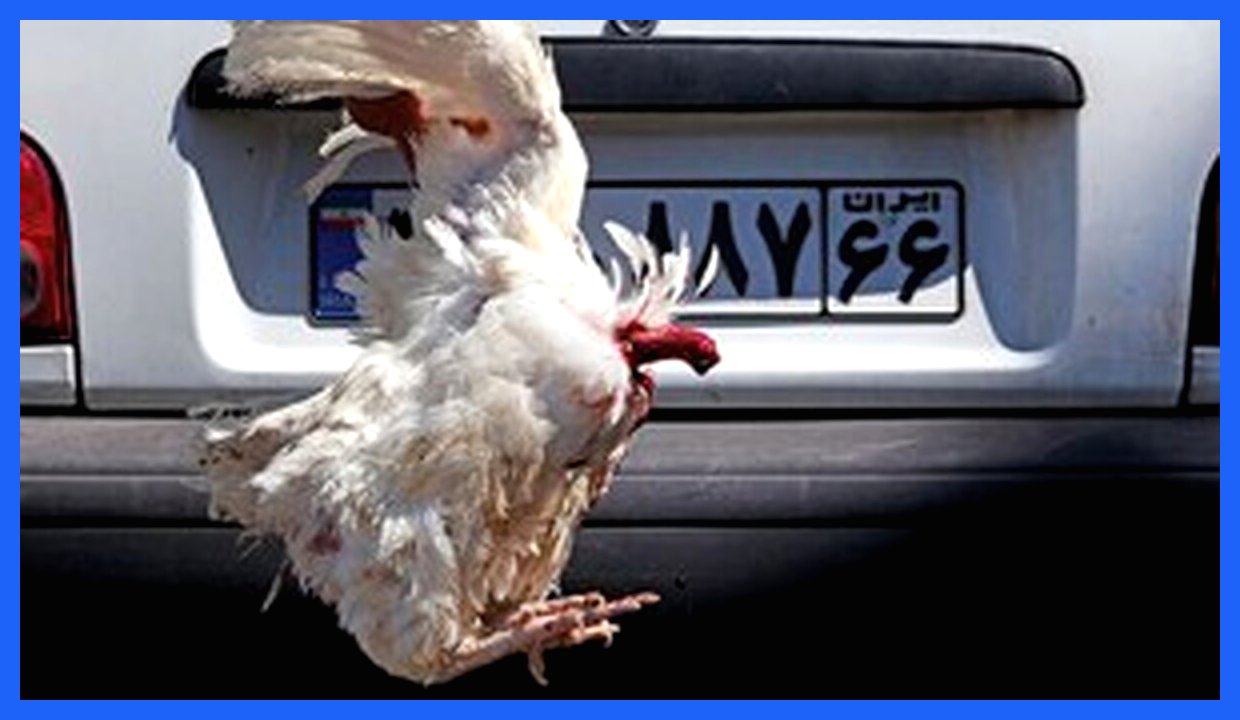 خون خروس روی پلاک؛ قصه‌ای از نان و نمک در عصر ایربگ و ABS!