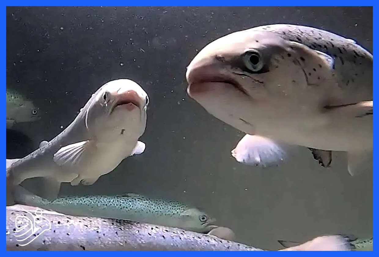 نجات ماهی‌ها با کمک هوش مصنوعی