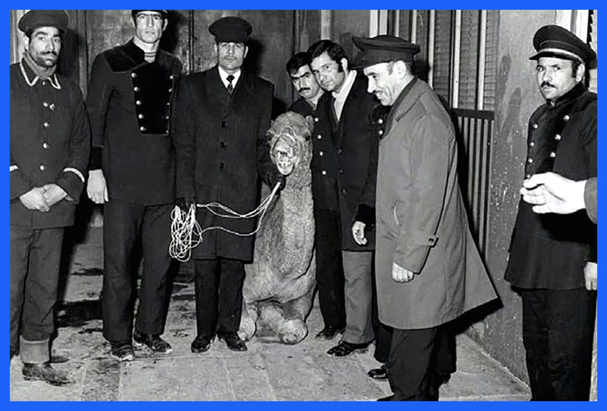 حکایت شتری که به حرم امام رضا(ع) پناه آورد و راز عدم فروش آن توسط صاحبش