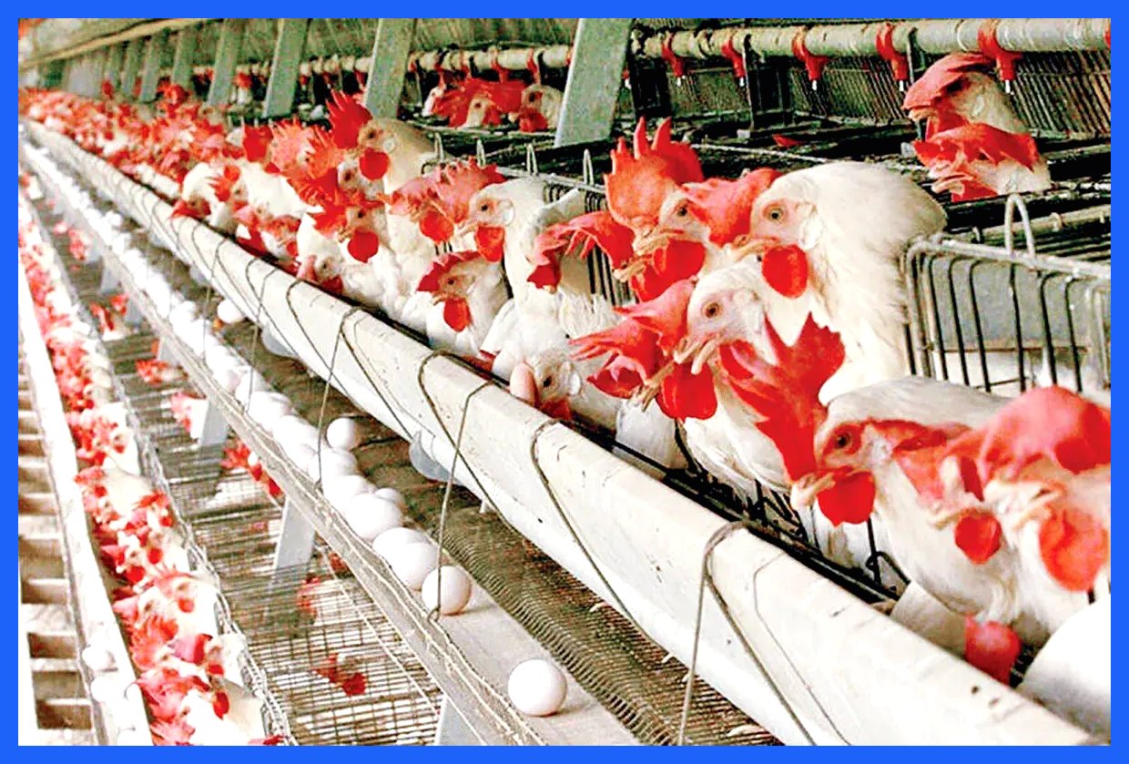 کمبود نهاده‌های دامی؛ قیمت مرغ به زودی اوج می‌گیرد