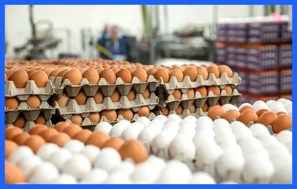 قیمت شانه تخم‌مرغ به ۲۴۵ هزار تومان افزایش یافت