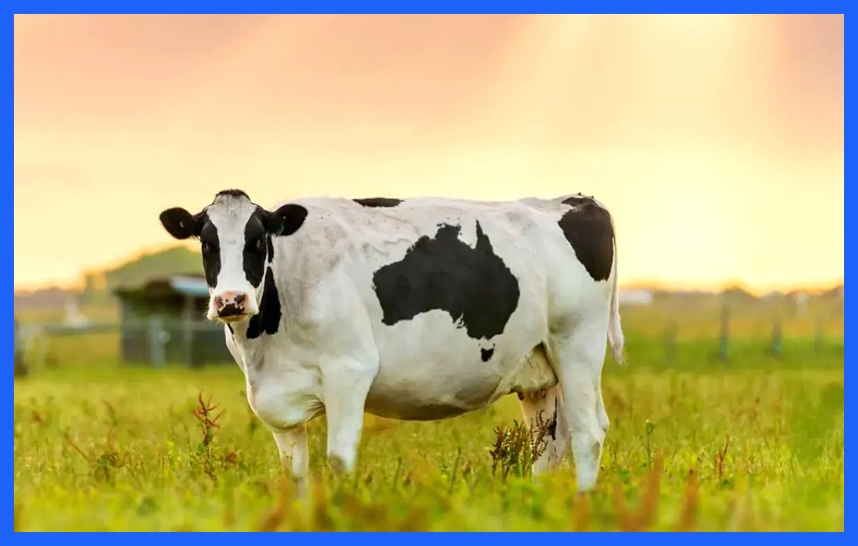 واردات ذرت دامی و جو از دوشنبه از سر گرفته می‌شود