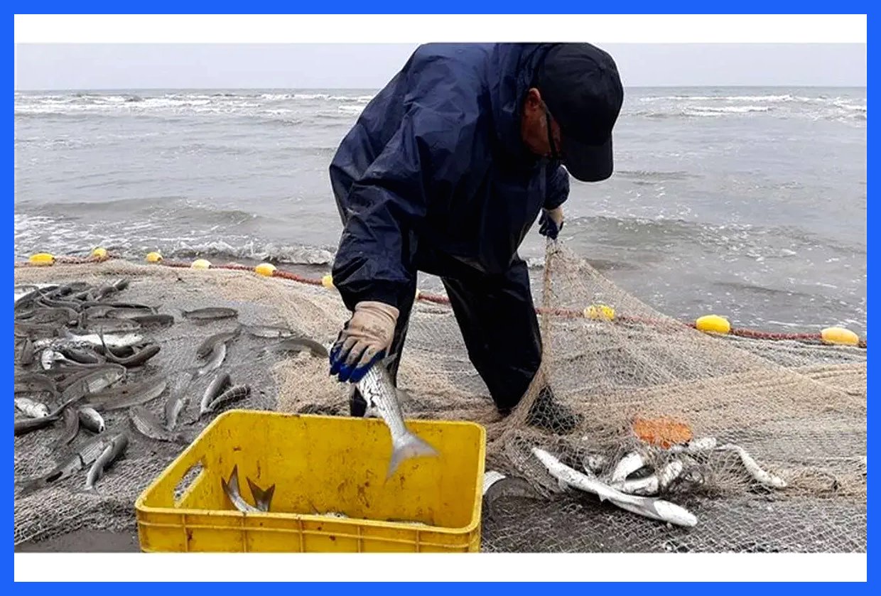 جهش عجیب صید در خزر؛ رقم امسال همه را غافلگیر کرد!