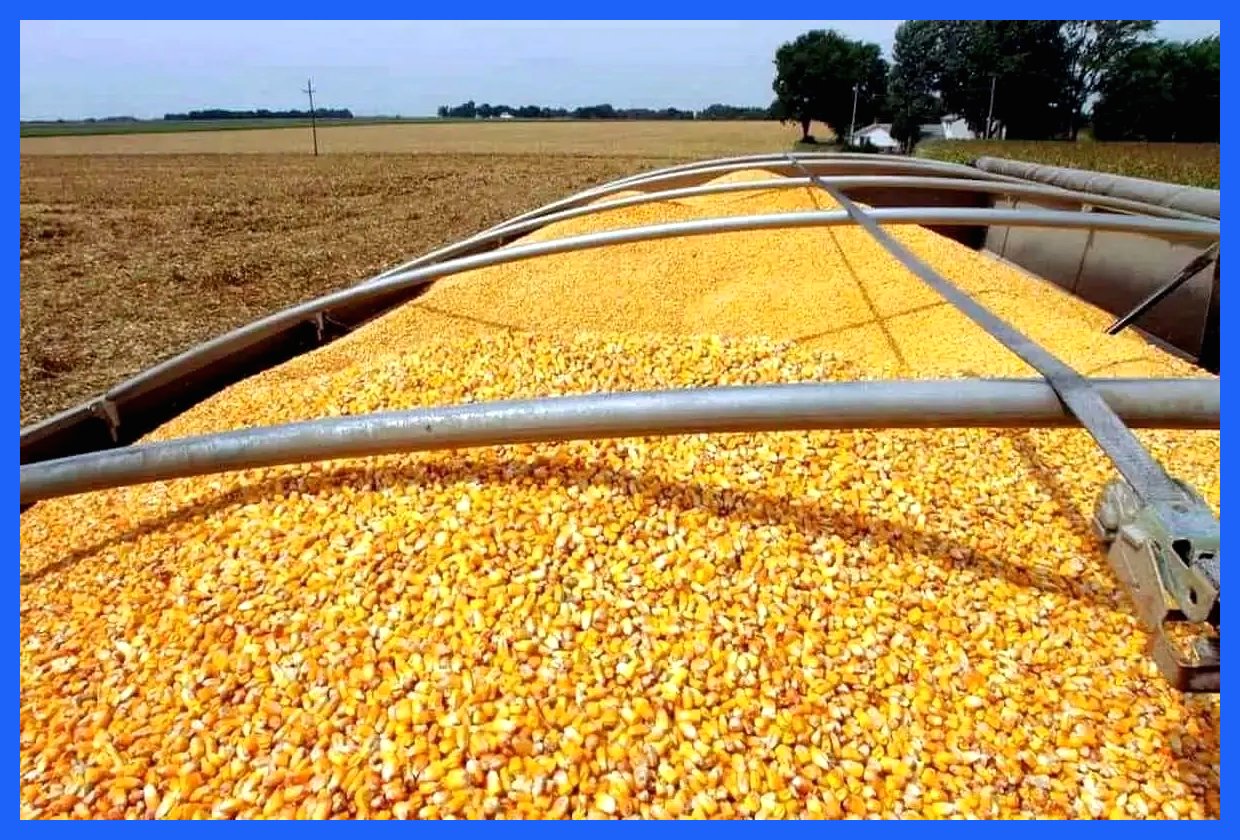 ایران، واردکننده این محصول حیاتی از ۱۵ کشور مختلف