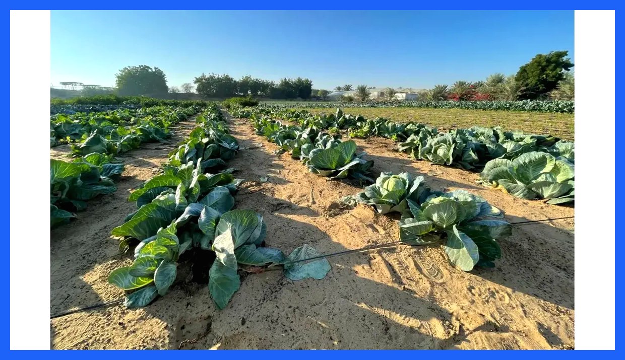 چگونه امارات بیابان را به بهشتی سبز تبدیل کرد؟ از شن‌های سوزان تا انقلاب فناوری