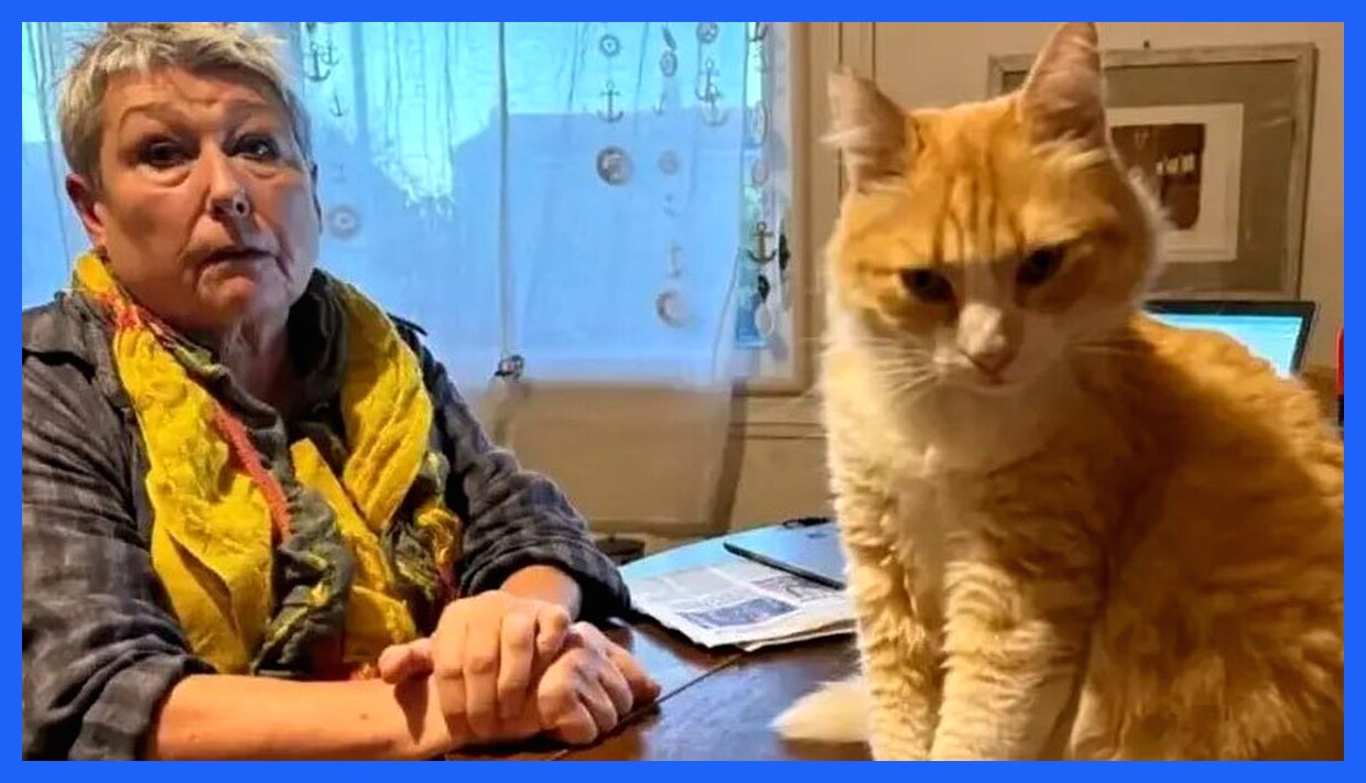 گربه فرانسوی به دلیل تخلفاتش به "حبس خانگی" محکوم شد (+عکس)