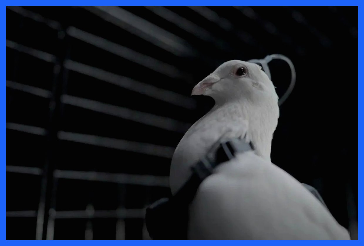 روسیه، کبوترها را به پهپادهای جاسوسی تبدیل می‌کند