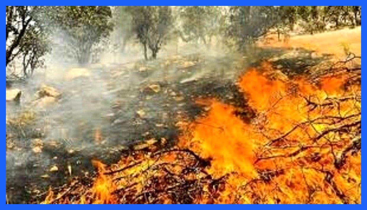 آتش‌ سوزی در جنگل‌های چهاردانگه و نکا