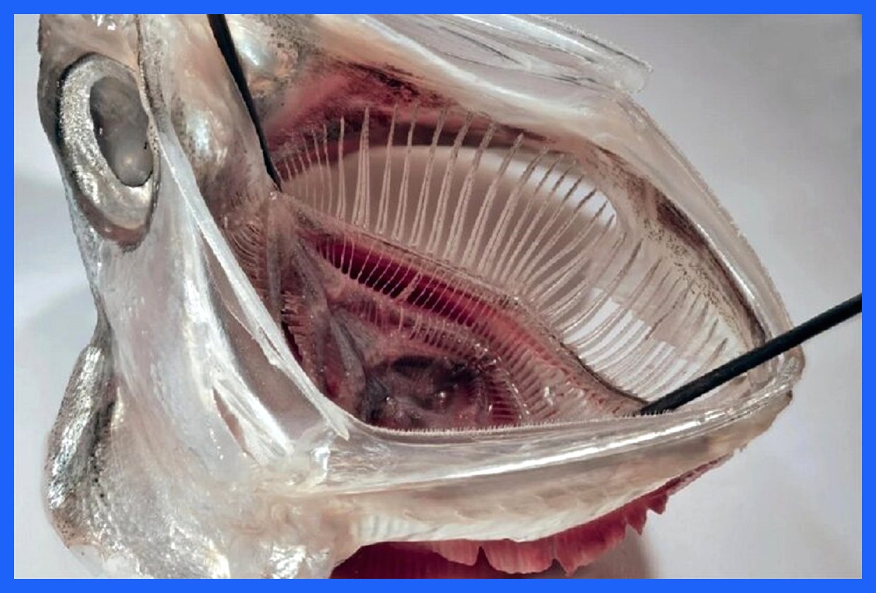 فناوری نوین آنچوی؛ راه‌حلی برای حذف ریزپلاستیک‌ها از ماشین‌های لباسشویی؟ (+عکس)