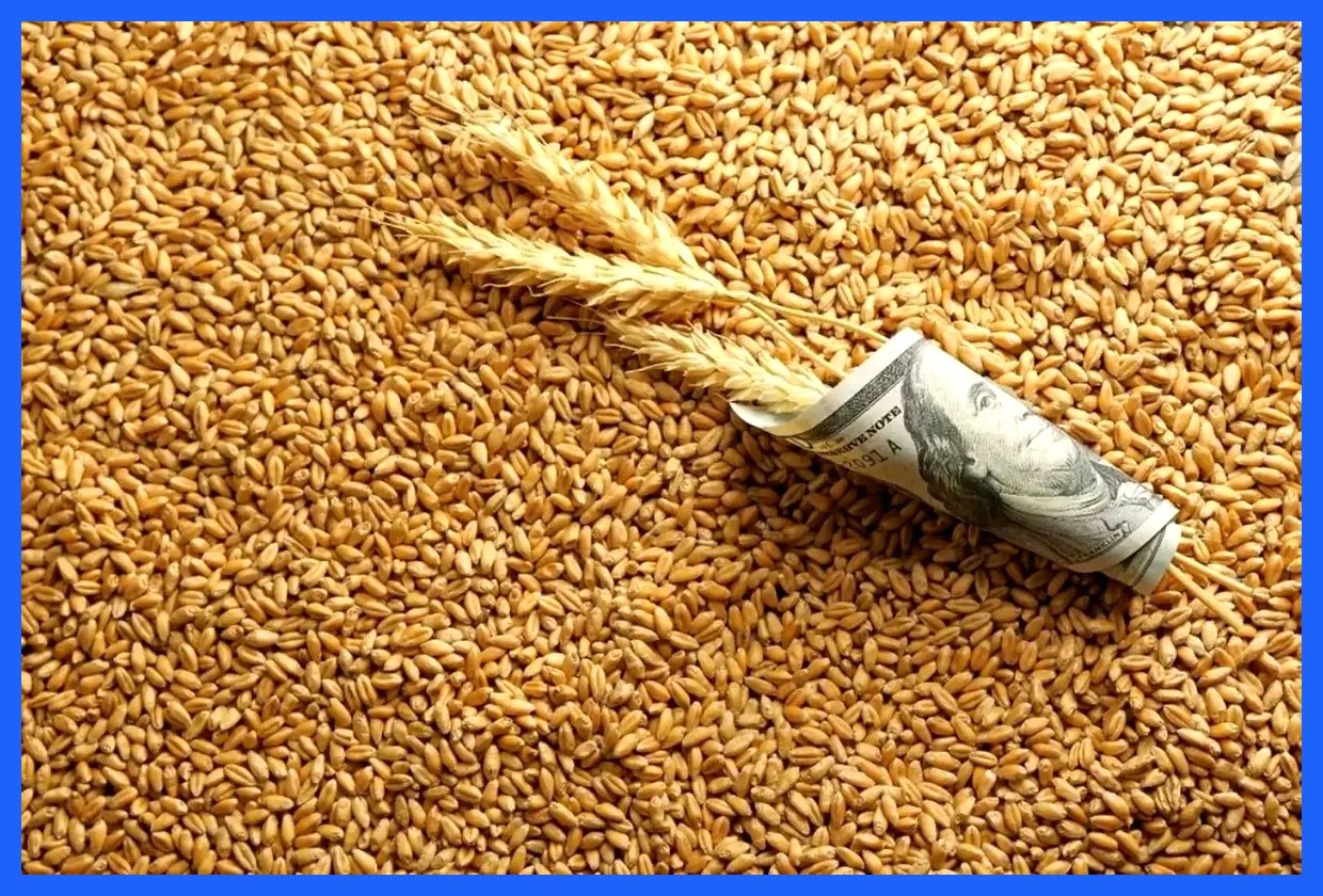 میزان واردات گندم ایران در سال جاری چقدر بود؟