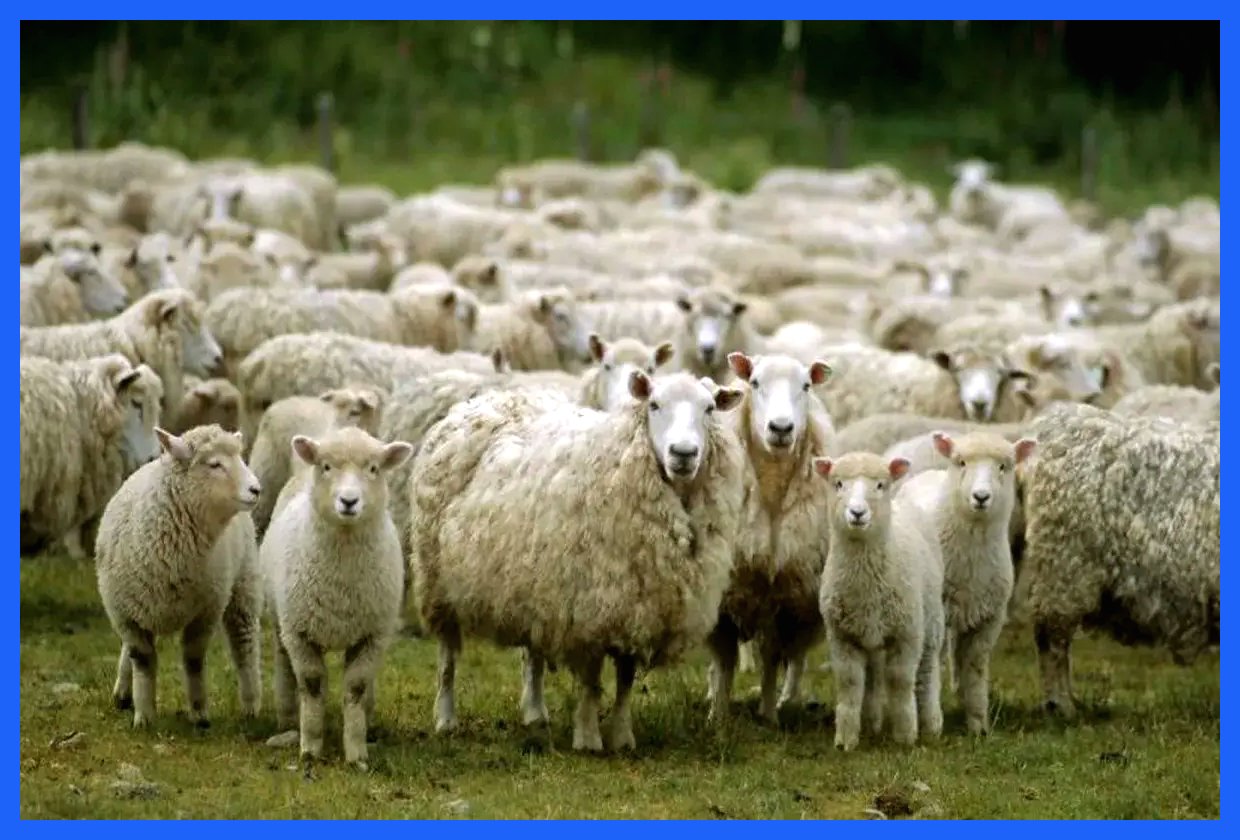 قیمت روز دام زنده در ۲۰ آذر ۱۴۰۴ به همراه جدول اطلاعاتی