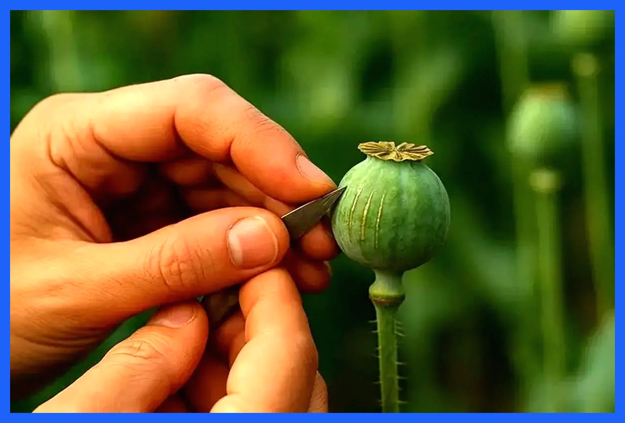 هیچ کدام از موضوعات درباره کشت خشخاش و شایعه آزادسازی کشت آن صحت ندارد