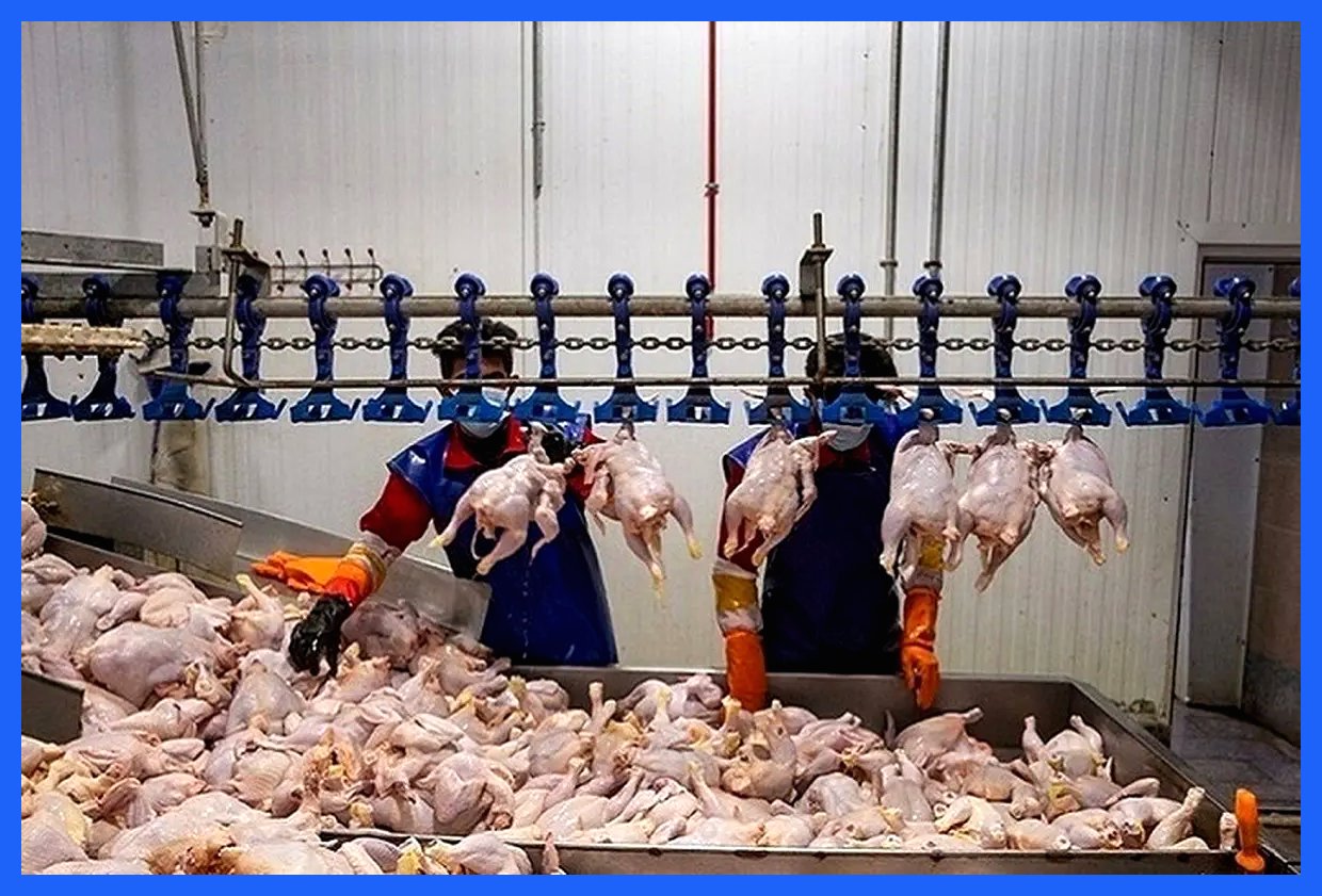 خبر خوش وزیر کشاورزی درباره قیمت مرغ / مردم بخوانند