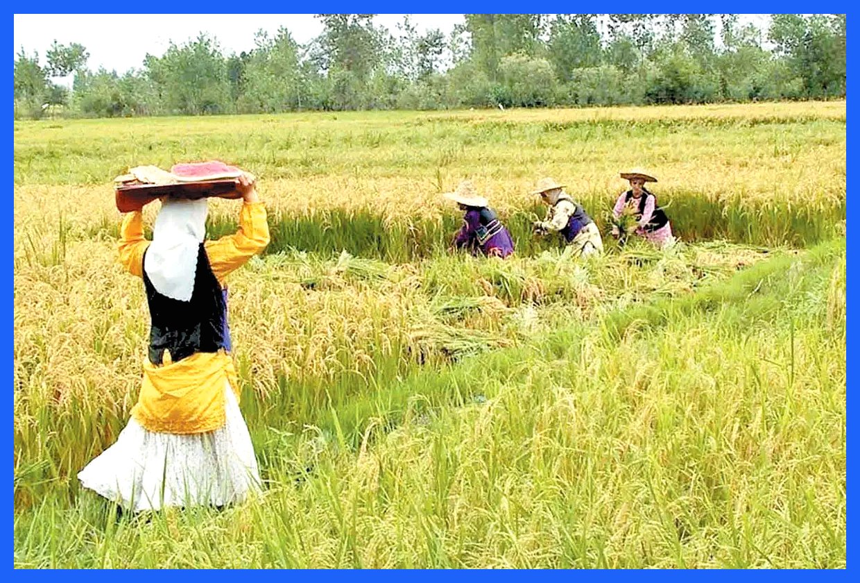 کاهش بی‌سابقه قیمت‌ها و افزایش دو برابری جو؛ آمار رسمی از گرانی ۸ تا ۲۰۵ درصدی خبر می‌دهد