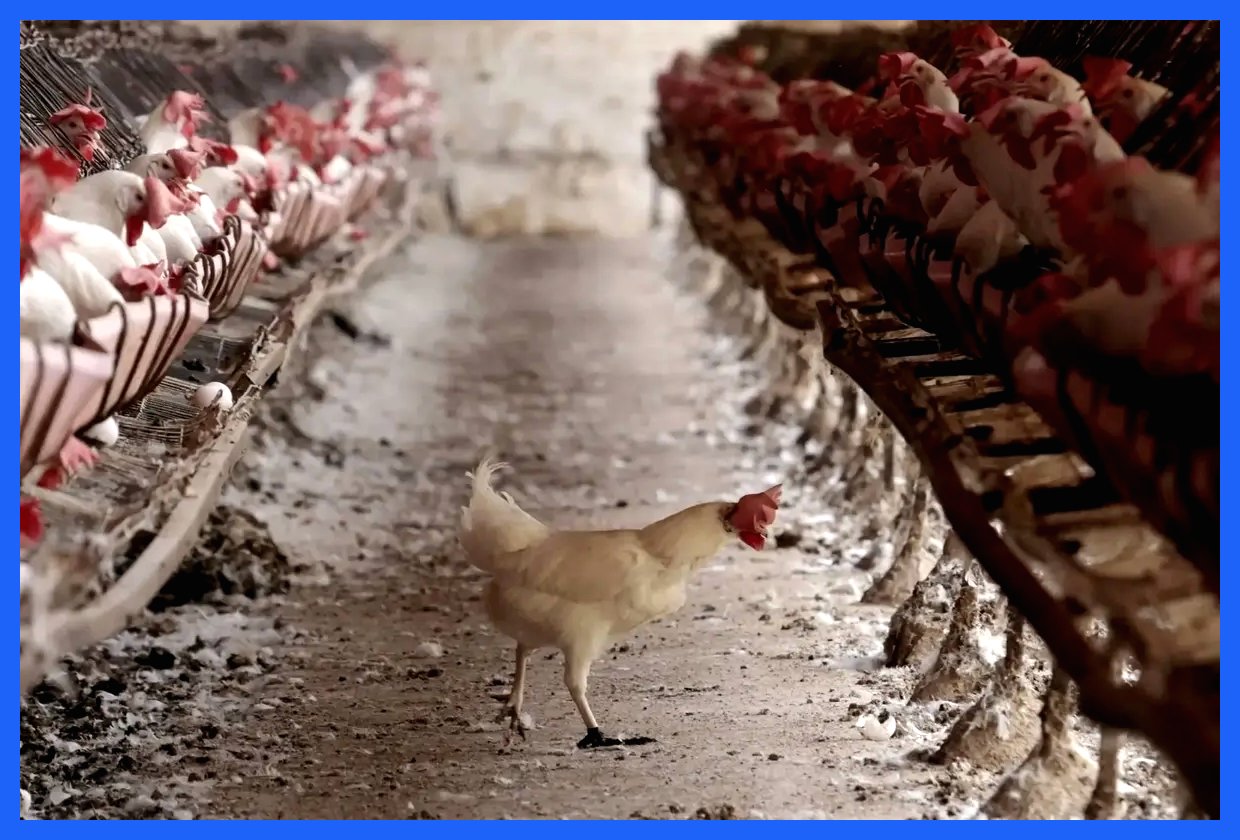 گرانی و کمبود نهاده‌های دامی، تولید مرغ را تهدید می‌کند