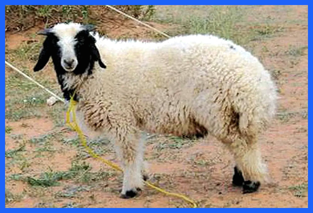 قیمت دام زنده امروز ۵ آذر ۱۴۰۴ به همراه جدول تفصیلی